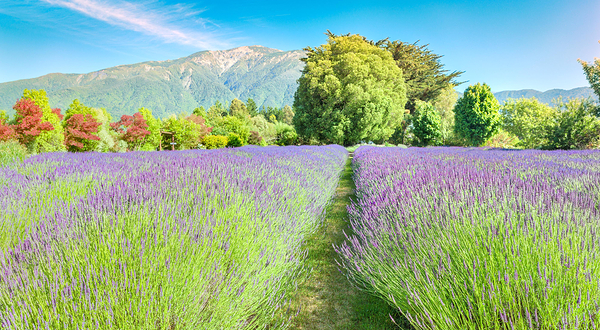 凯库拉薰衣草农场