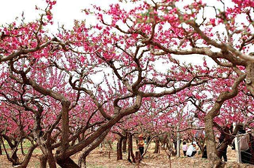 民和县桃花源景区第 1 张图片