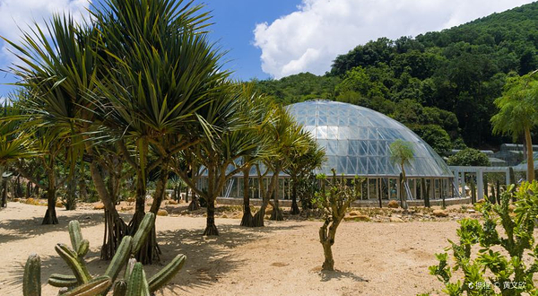 仙人掌与多肉园-沙漠植物区