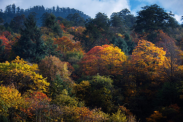 二郎山喇叭河风景区第 117 张图片
