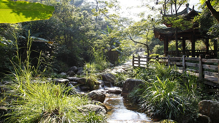 雁南飞茶田景区第 44 张图片