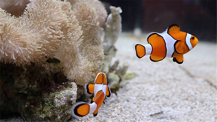 郑州海洋馆第 60 张图片