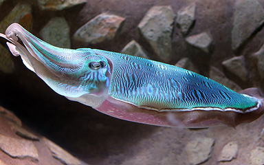 三亚亚特兰蒂斯失落的空间水族馆第 110 张图片