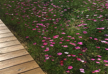 桃源里旅游度假区-花海乐园第 28 张图片