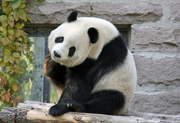 成都大熊猫繁育研究基地第 33 张图片