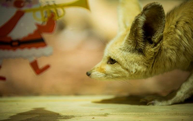 ZOOTOPIA安尼蒙城市动物主题乐园第 1 张图片