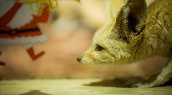 ZOOTOPIA安尼蒙城市动物主题乐园