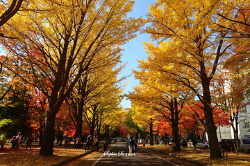 北海道大学第 5 张图片