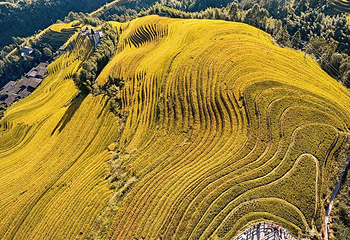 龙脊梯田风景名胜区-金坑梯田第 21 张图片