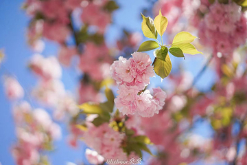 琅琊寺第 21 张图片