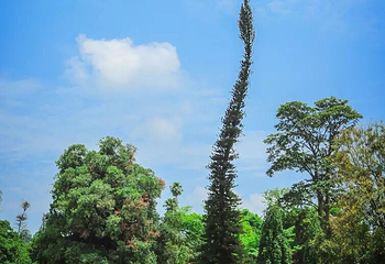 康提皇家植物园第 12 张图片