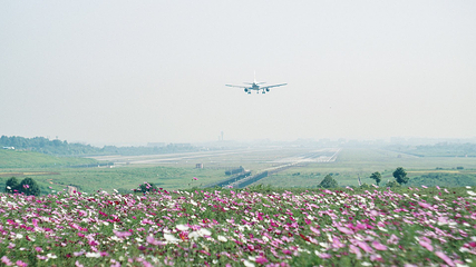 空港花田第 36 张图片