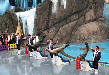 海合安成都极地海洋公园第 170 张图片