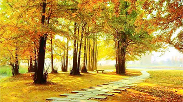 中华银杏花朝园