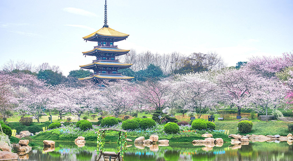 东湖樱花园