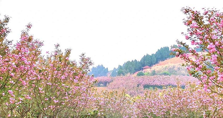 花熳天下景区第 1 张图片
