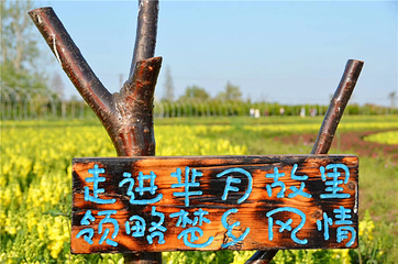 同心花海第 6 张图片