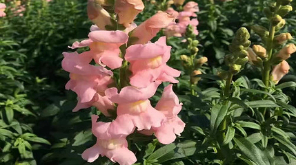 花都香草世界第 146 张图片