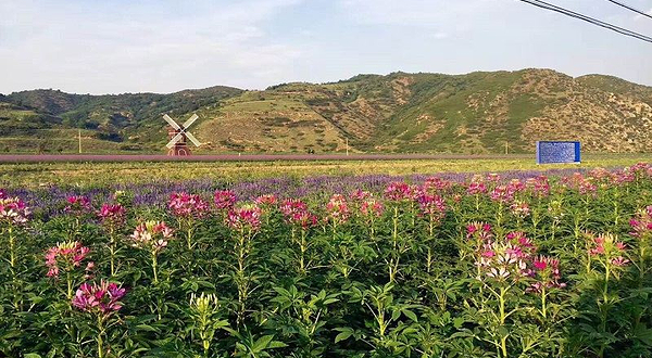 香约薰衣草庄园