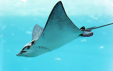 三亚亚特兰蒂斯失落的空间水族馆第 139 张图片