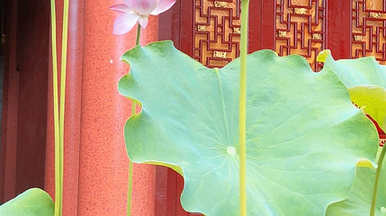 青莲寺第 1 张图片