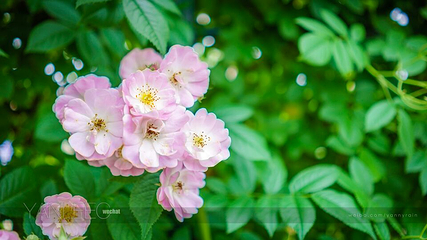 足利花卉公园第 8 张图片
