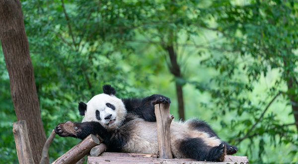 成都大熊猫繁育研究基地
