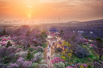 梅花山第 8 张图片