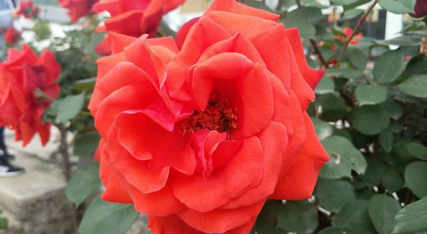 中国古老月季文化园