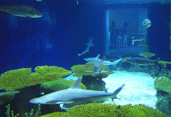 奥杜邦美洲水族馆第 14 张图片