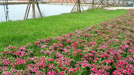 岳阳樱花园第 42 张图片