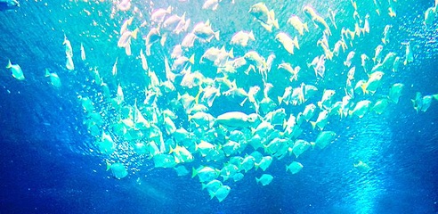 吉隆坡城中城水族馆第 11 张图片