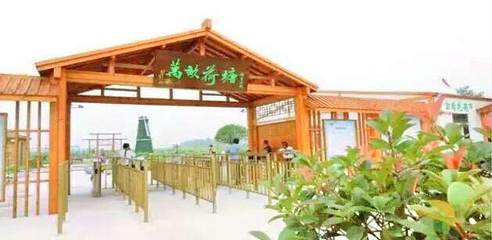 万亩荷塘第 1 张图片