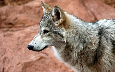 宿州野生动物园第 67 张图片