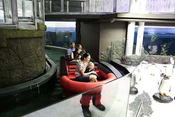 悉尼水族馆第 14 张图片