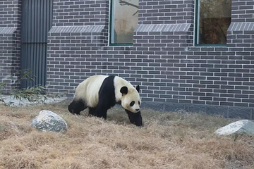 泰山天颐湖旅游度假区第 18 张图片