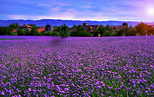 艾伊薰衣草庄园