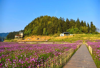 桃源里旅游度假区-花海乐园第 4 张图片