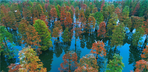池杉湖国家湿地公园第 39 张图片