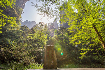 金鞭溪峡谷第 13 张图片