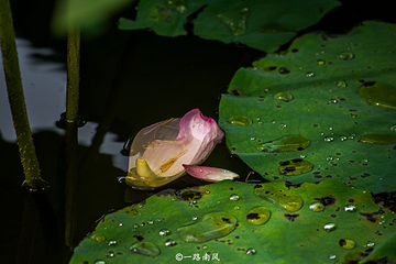 流花湖公园第 25 张图片