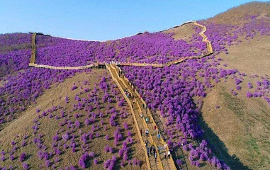 翠屏山杜鹃坡第 1 张图片