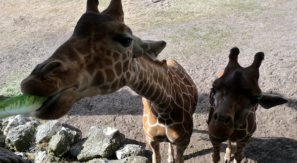 Jacksonville Zoo and Botanical Gardens
