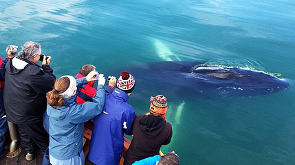 Whale Watching Hauganes第 1 张图片