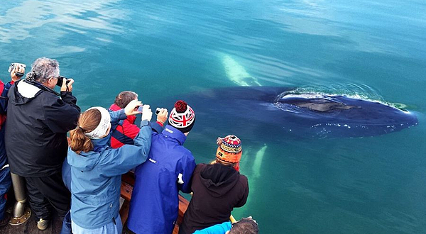 Whale Watching Hauganes