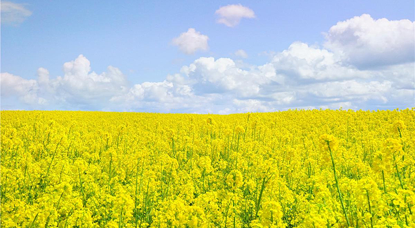 赛石沂水花朝园