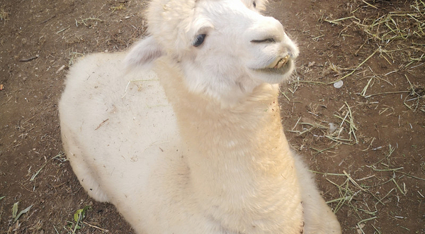 盛京荟亲子动物乐园