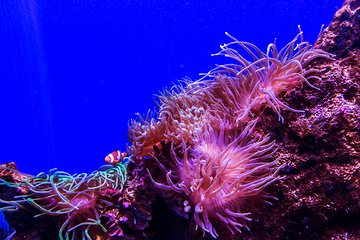 悉尼水族馆第 3 张图片