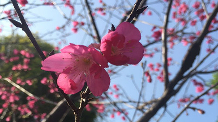 花都香草世界第 115 张图片