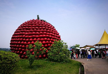 杨梅基地第 25 张图片
